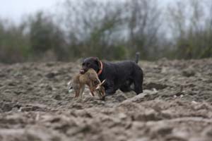 Birko vom Jura-Grund 3